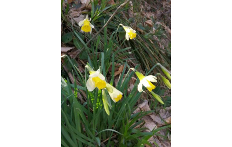 Randonnées dominicales